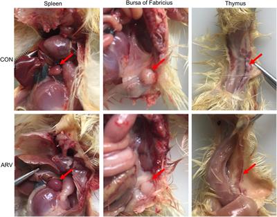 Screening of interferon-stimulated genes against avian reovirus infection and mechanistic exploration of the antiviral activity of IFIT5